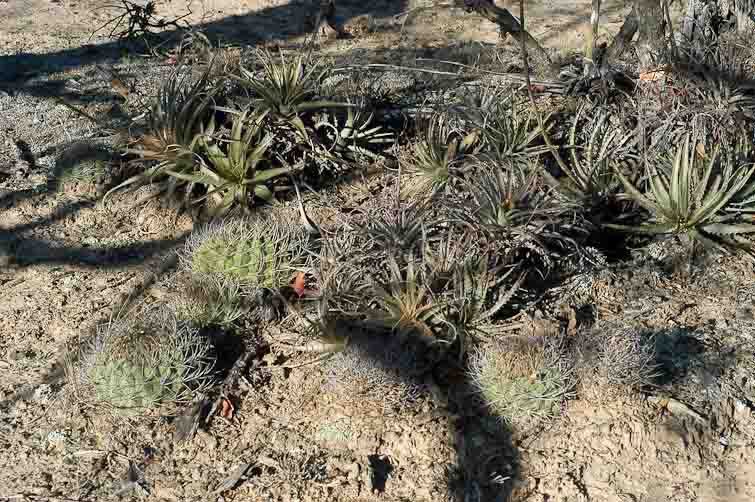 Gymnocalycium pflanzii